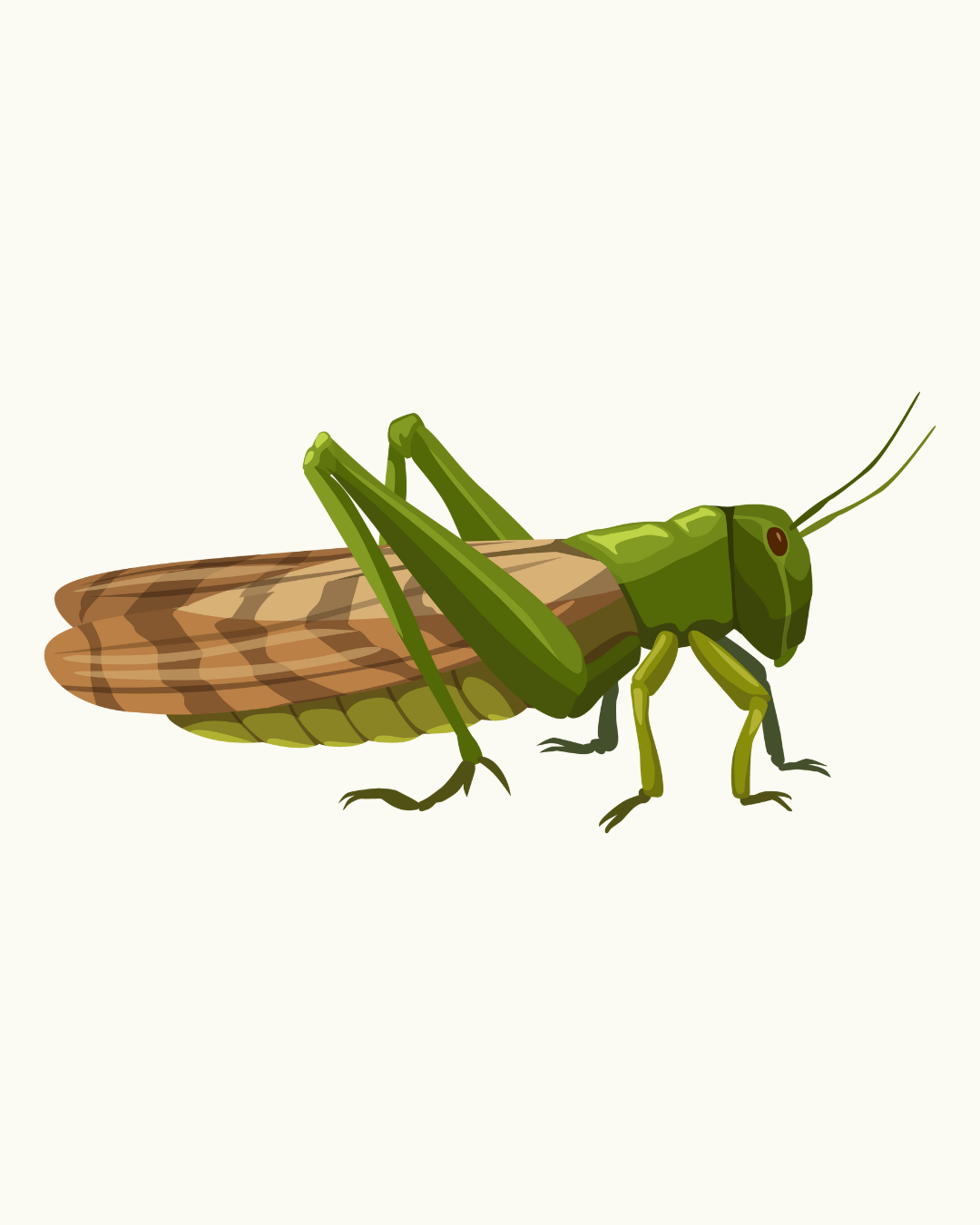 Locust