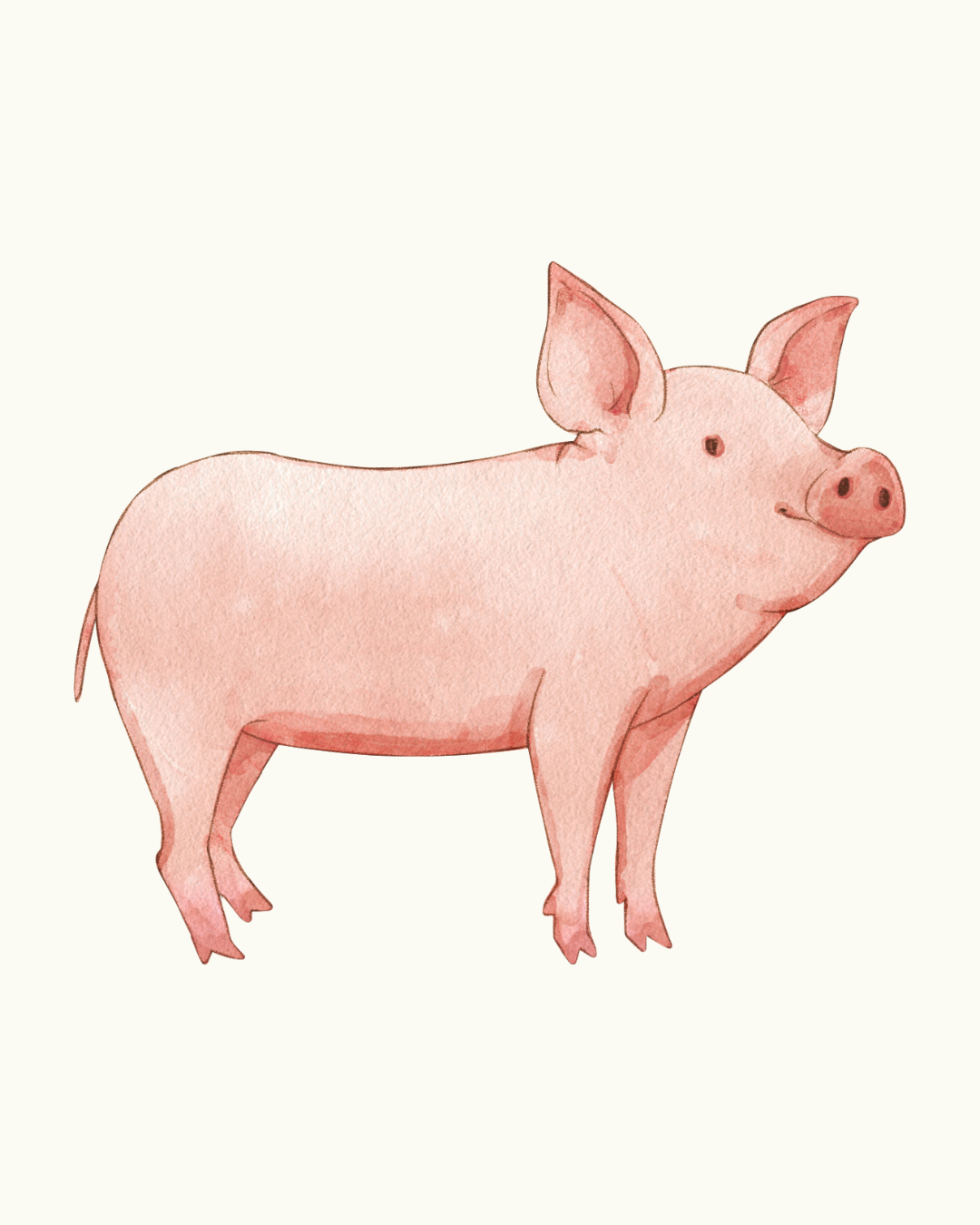 Pig