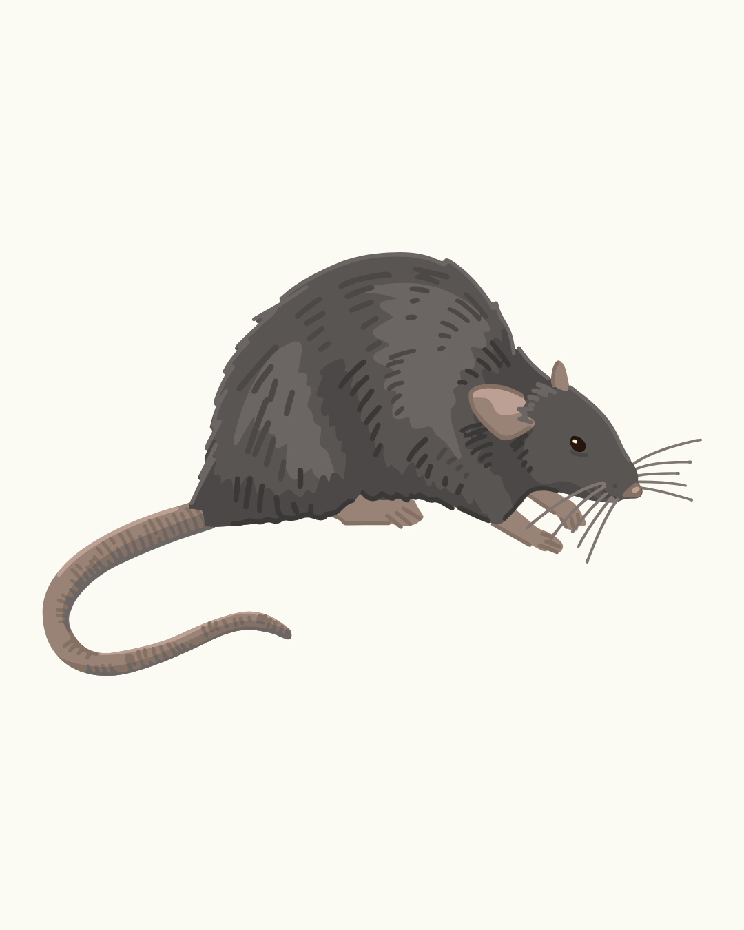 Rat