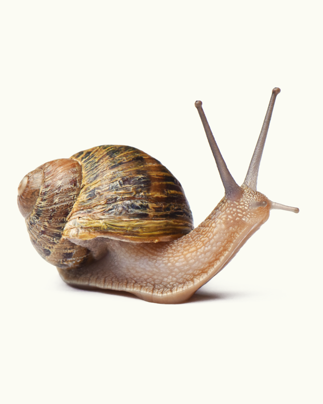 Snail